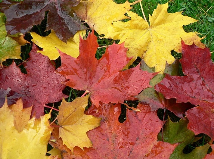 Autumn leaves from a maple tree.