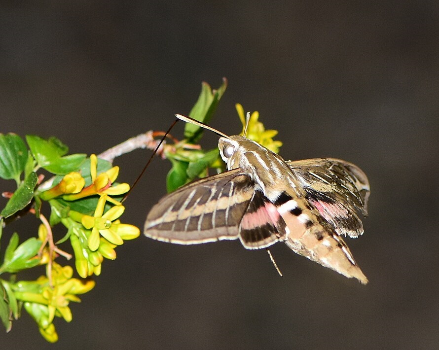 A hummingbird moth and small yellow flowers.