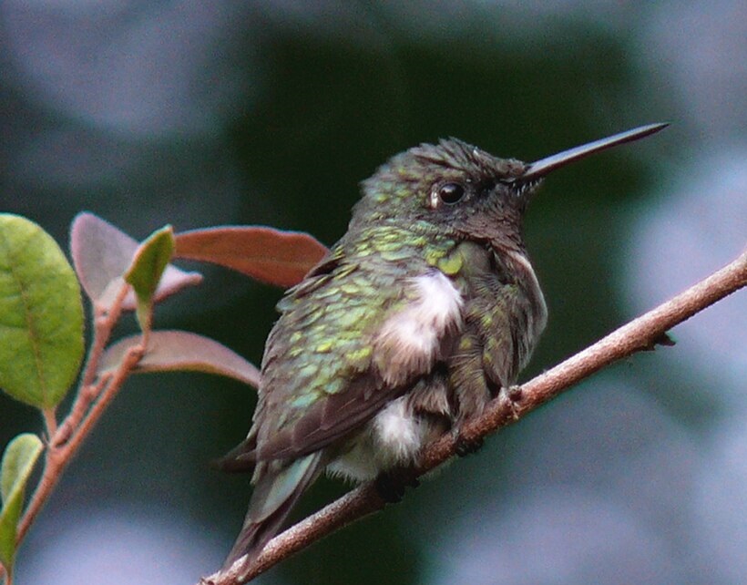 A ruby-throated hummingbird perched on a small branch.