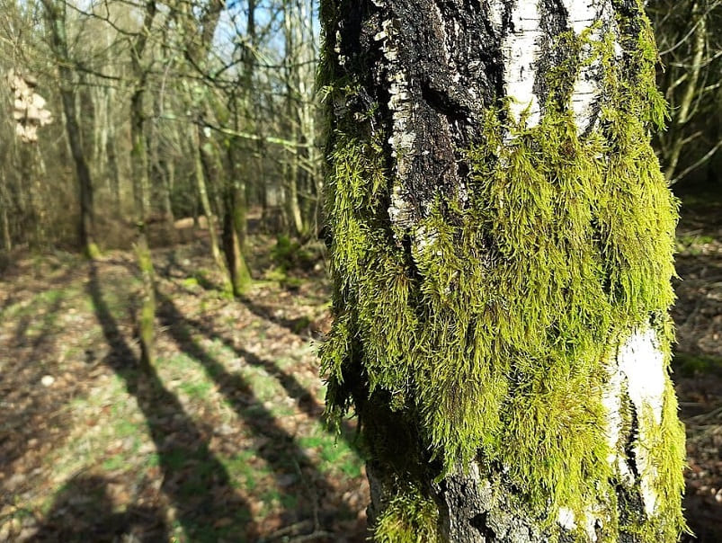 Moss on the side of a tree in a forest.