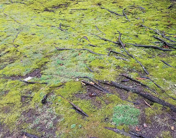 Moss and tree roots.